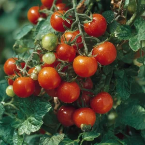 Large Red Cherry Tomato Seeds - Heirloom Variety, High-Yield, 50 Seeds - Image 4