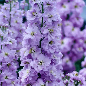 Lavender Blue Stock Seeds - 50 Count - Edible, Fragrant Matthiola incana Flower Seeds - Image 2