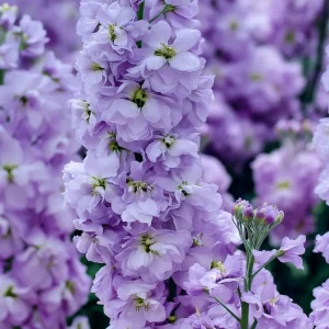 Lavender Blue Stock Seeds - 50 Count - Edible, Fragrant Matthiola incana Flower Seeds - Image 3