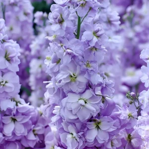 Lavender Blue Stock Seeds - 50 Count - Edible, Fragrant Matthiola incana Flower Seeds - Image 4