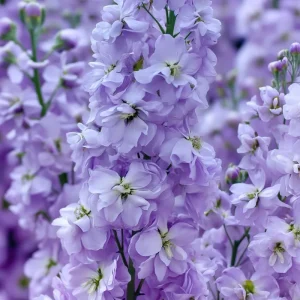 Lavender Blue Stock Seeds - 50 Count - Edible, Fragrant Matthiola incana Flower Seeds - Image 5