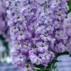 Lavender Blue Stock Seeds - 50 Count - Edible, Fragrant Matthiola incana Flower Seeds - Image 1