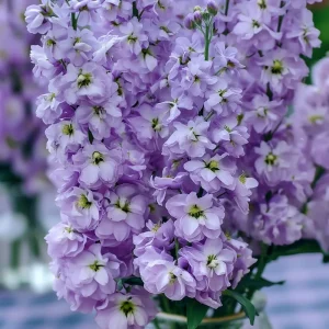 Lavender Blue Stock Seeds - 50 Count - Edible, Fragrant Matthiola incana Flower Seeds - Image 1