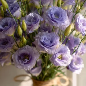Lavender Lisianthus Seeds - Eustoma Grandiflorum, Pale Lavender, 25 Seeds - Image 3