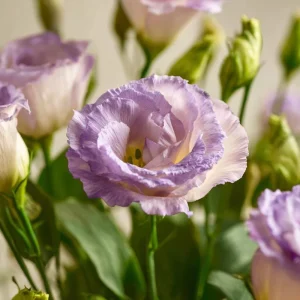 Lavender Lisianthus Seeds - Eustoma Grandiflorum, Pale Lavender, 25 Seeds - Image 4