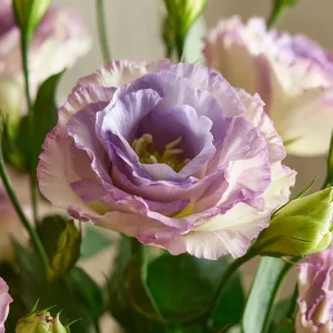 Lavender Lisianthus Seeds - Eustoma Grandiflorum, Pale Lavender, 25 Seeds - Image 5