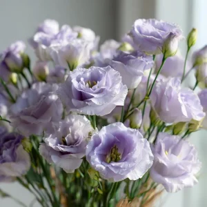 Lavender Lisianthus Seeds - Eustoma Grandiflorum, Pale Lavender, 25 Seeds - Image 1