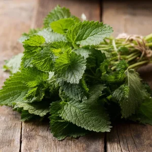 Lemon Balm Seeds - Melissa officinalis - 150 Seed Packet - Fragrant Tea Herb - Image 2