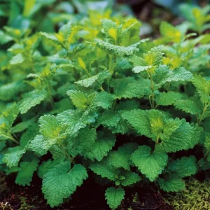 Lemon Balm Seeds - Melissa officinalis - 150 Seed Packet - Fragrant Tea Herb - Image 3