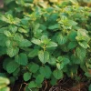Lemon Balm Seeds - Melissa officinalis - 150 Seed Packet - Fragrant Tea Herb - Image 1
