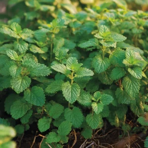Lemon Balm Seeds - Melissa officinalis - 150 Seed Packet - Fragrant Tea Herb - Image 1