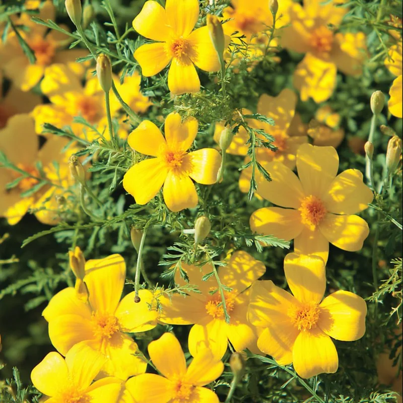 Lemon Gem Marigold Seeds - 50 Count - Edible Flowers, Long Blooming, Attracts Pollinators - Image 2