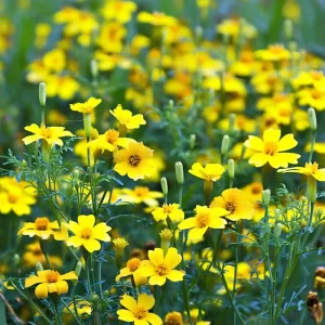 Lemon Gem Marigold Seeds - 50 Count - Edible Flowers, Long Blooming, Attracts Pollinators - Image 4