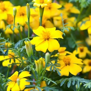 Lemon Gem Marigold Seeds - 50 Count - Edible Flowers, Long Blooming, Attracts Pollinators - Image 6