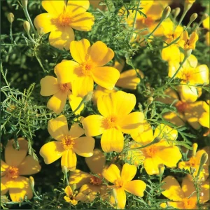 Lemon Gem Marigold Seeds - 50 Count - Edible Flowers, Long Blooming, Attracts Pollinators - Image 1