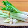 Lemon Grass Live Plant - 2 Plants, 10 Inch Tall in 4 Inch Pot - Fresh Herb - Image 1