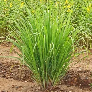 Lemon Grass Live Plant - 2 Plants, 10 Inch Tall in 4 Inch Pot - Fresh Herb - Image 3