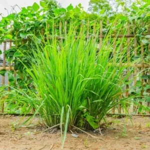 Lemon Grass Live Plant - 2 Plants, 10 Inch Tall in 4 Inch Pot - Fresh Herb - Image 4
