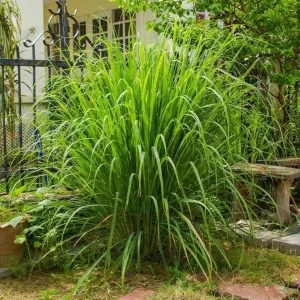 Lemon Grass Live Plant - 2 Plants, 10 Inch Tall in 4 Inch Pot - Fresh Herb - Image 5