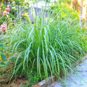 Lemon Grass Live Plant - 2 Plants, 10 Inch Tall in 4 Inch Pot - Fresh Herb - Image 6