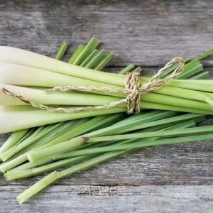 Lemon Grass Live Plant - 2 Plants, 10 Inch Tall in 4 Inch Pot - Fresh Herb - Image 7