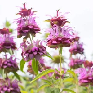 Lemon Mint Seeds - Monarda citriodora - 250 Citrus-Scented Blooms Seeds - Image 2
