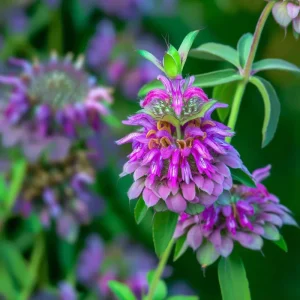 Lemon Mint Seeds - Monarda citriodora - 250 Citrus-Scented Blooms Seeds - Image 3