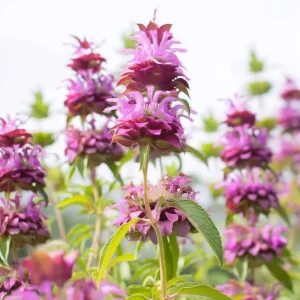 Lemon Mint Seeds - Monarda citriodora - 250 Citrus-Scented Blooms Seeds - Image 4