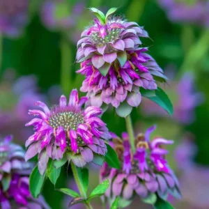 Lemon Mint Seeds - Monarda citriodora - 250 Citrus-Scented Blooms Seeds - Image 1