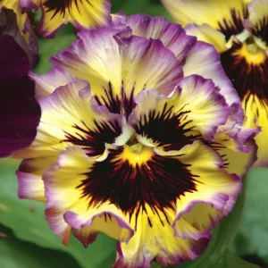 Lemonberry Pansy Seeds - Ruffled Viola x Wittrockiana - 25 Seeds - Image 2