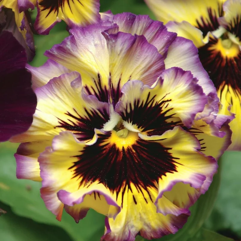 Lemonberry Pansy Seeds - Ruffled Viola x Wittrockiana - 25 Seeds - Image 2