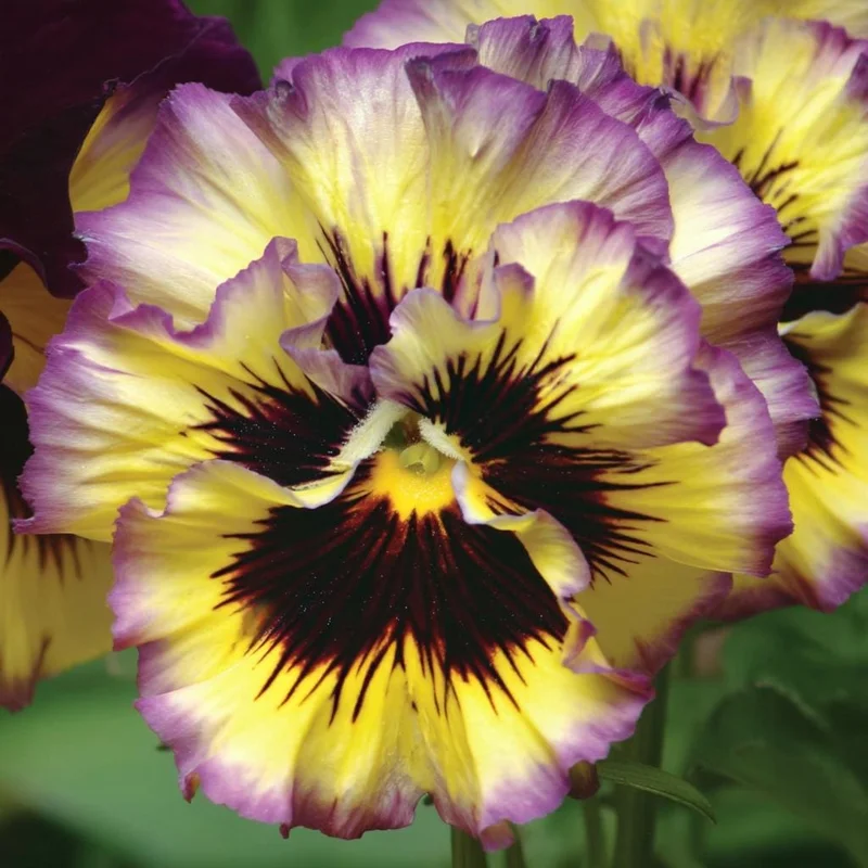 Lemonberry Pansy Seeds - Ruffled Viola x Wittrockiana - 25 Seeds - Image 3