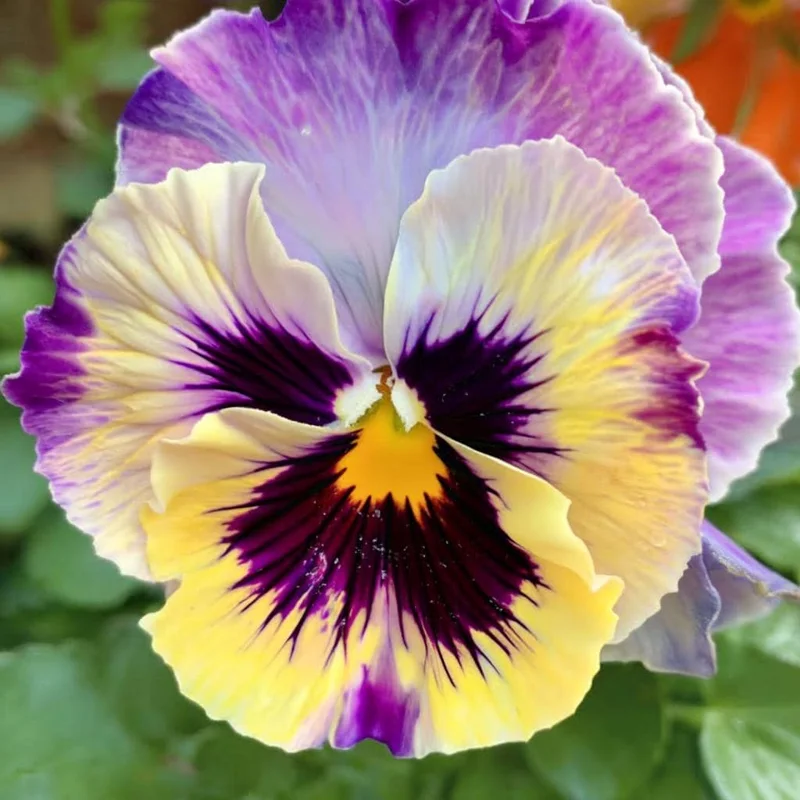 Lemonberry Pansy Seeds - Ruffled Viola x Wittrockiana - 25 Seeds - Image 4