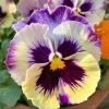 Lemonberry Pansy Seeds - Ruffled Viola x Wittrockiana - 25 Seeds - Image 1