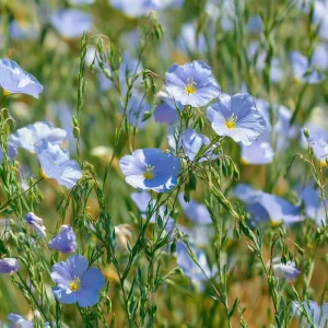 Lewis Flax Seeds – Linum lewisii Wildflower Seeds | 100 Seeds | Pale Blue Blooms | Pollinator Friendly - Image 2