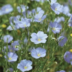 Lewis Flax Seeds – Linum lewisii Wildflower Seeds | 100 Seeds | Pale Blue Blooms | Pollinator Friendly - Image 3