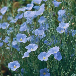 Lewis Flax Seeds – Linum lewisii Wildflower Seeds | 100 Seeds | Pale Blue Blooms | Pollinator Friendly - Image 4