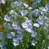 Lewis Flax Seeds – Linum lewisii Wildflower Seeds | 100 Seeds | Pale Blue Blooms | Pollinator Friendly - Image 1