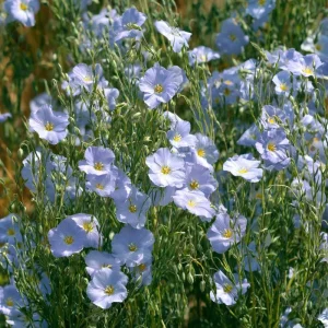 Lewis Flax Seeds – Linum lewisii Wildflower Seeds | 100 Seeds | Pale Blue Blooms | Pollinator Friendly - Image 1