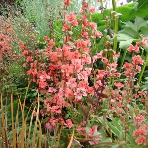 Light Salmon Clarkia Seeds - Soft Salmon-Pink Wildflower - 50 Seeds - Annual Outdoor - Image 3