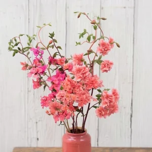 Light Salmon Clarkia Seeds - Soft Salmon-Pink Wildflower - 50 Seeds - Annual Outdoor - Image 4