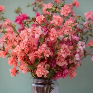 Light Salmon Clarkia Seeds - Soft Salmon-Pink Wildflower - 50 Seeds - Annual Outdoor - Image 1