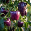 Lilac Sweet Bell Pepper Seeds - 30 Seeds for Garden & Containers, Mild & Crisp - Image 1