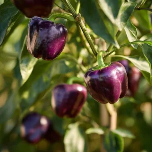 Lilac Sweet Bell Pepper Seeds - 30 Seeds for Garden & Containers, Mild & Crisp - Image 3
