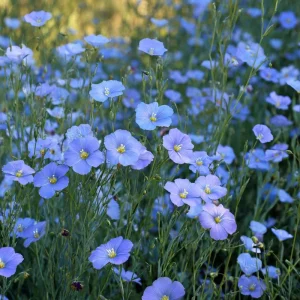 Linum Perenne Seeds - 350 Blue Flax Wildflower Seeds, Pollinator-Friendly, Perennial - Image 2