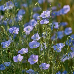 Linum Perenne Seeds - 350 Blue Flax Wildflower Seeds, Pollinator-Friendly, Perennial - Image 3