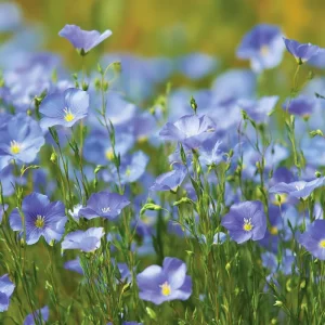 Linum Perenne Seeds - 350 Blue Flax Wildflower Seeds, Pollinator-Friendly, Perennial - Image 4