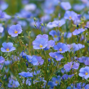 Linum Perenne Seeds - 350 Blue Flax Wildflower Seeds, Pollinator-Friendly, Perennial - Image 1
