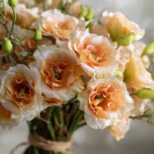 Lisianthus Seeds, Voyage 2 Champagne, Soft Apricot Eustoma Grandiflorum, 25 Seeds - Image 1