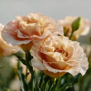 Lisianthus Seeds, Voyage 2 Champagne, Soft Apricot Eustoma Grandiflorum, 25 Seeds - Image 4